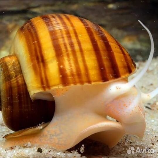 Улитки ампулярии