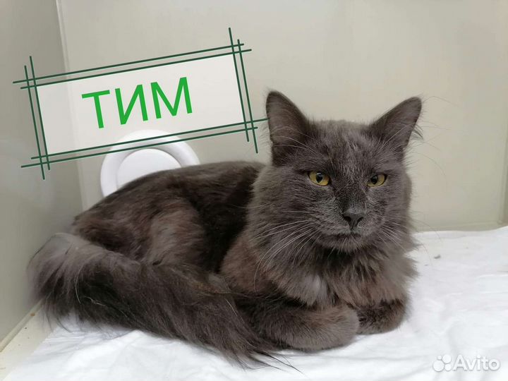 Кот Тим в добрые руки