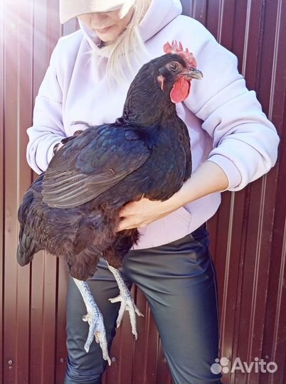 Цыплята Джерсийский гигант Индюшата подрощенные