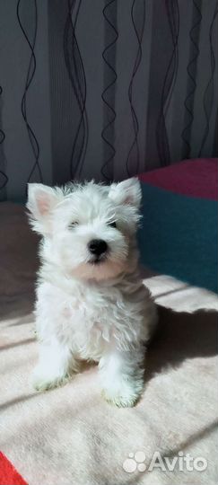 Щенки вестики -мальчики и девочки