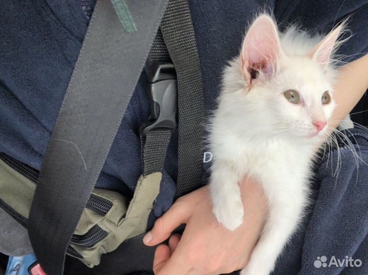Отдам в добрые руки белоснежную кошечку