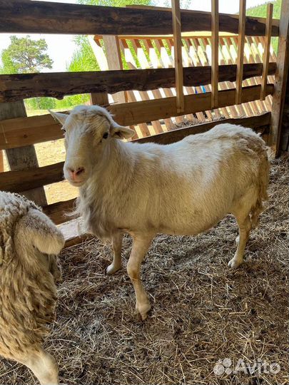 Катумские бараны