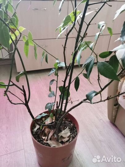 Лавровое дерево