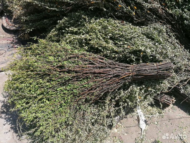 Метла сибирьковая