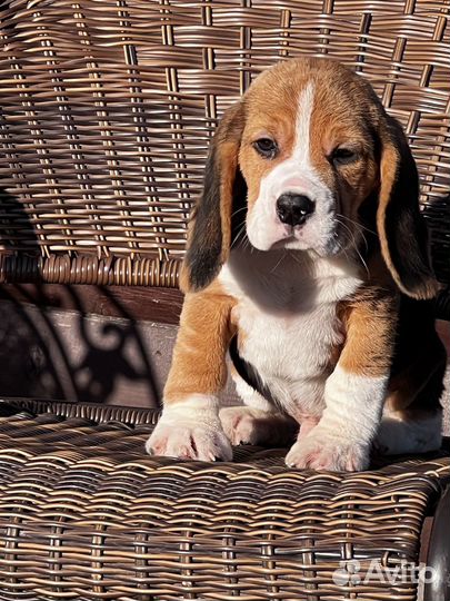 Бигль щенки