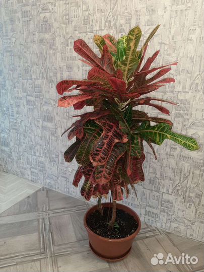 Цветок Кротон