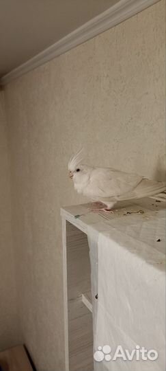 Попугай корелла девочка