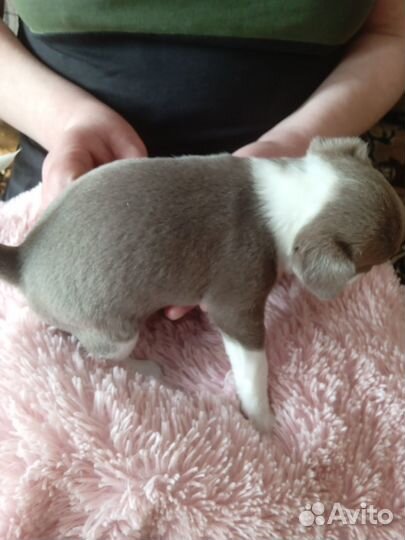 Щенки чихуахуа