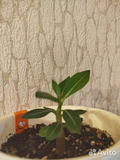 Комнатные цветы адениум