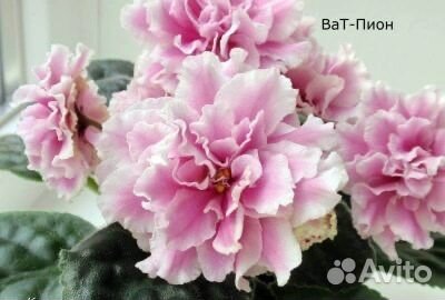 Фиалки детки сортовые