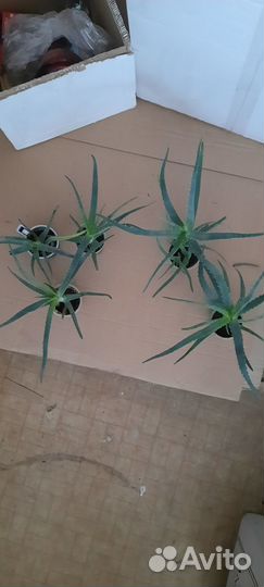 Цветы для дома алоэ лечебный