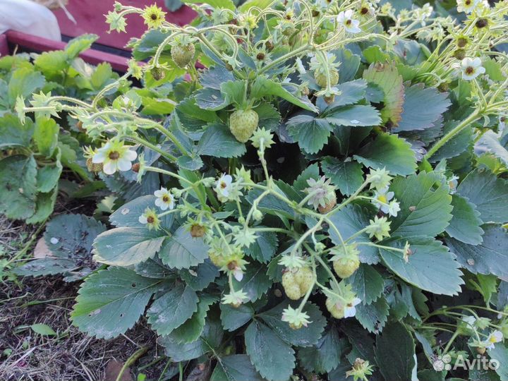 Рассада ремонтантной клубники