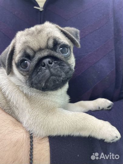 Щенки мопса