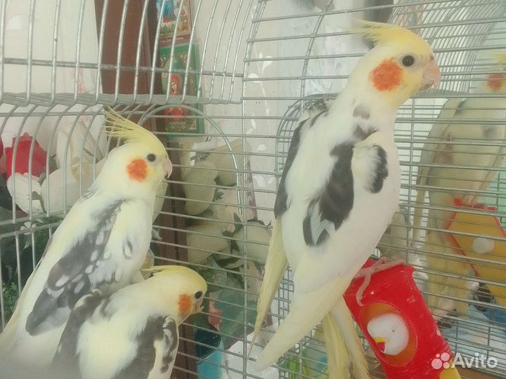 Попугай корелла