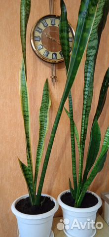 Сансевиерия