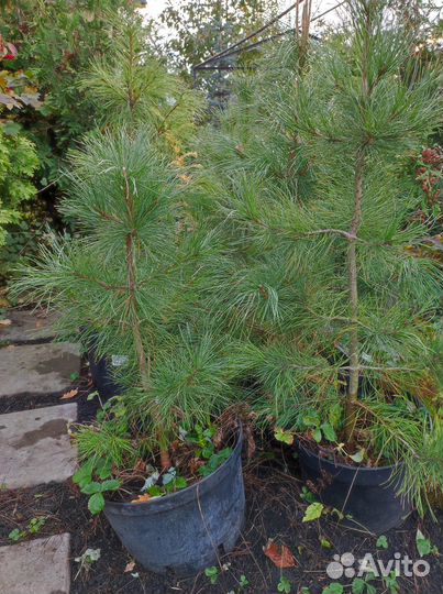 Сосна сибирская кедровая саженцы