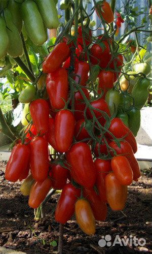 Рассада помидор, семена овощей