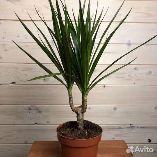 Драцена маргината