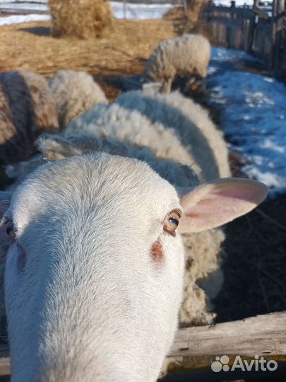 Баран, овцы тексель