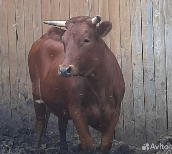 Телки стельные