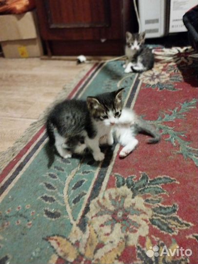 Котята в добрые руки бесплатно