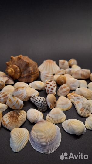 Ракушки раковины морские россыпь