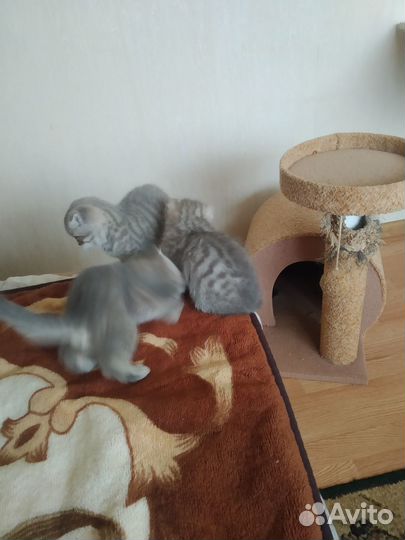 Шотландские котята