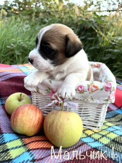 Щенки джек Рассел терьер