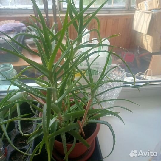 Алоэ столетник ростки