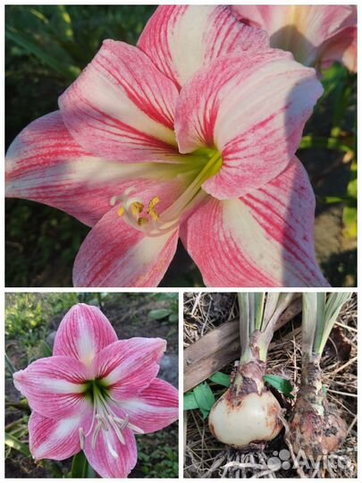 Гиппеаструм