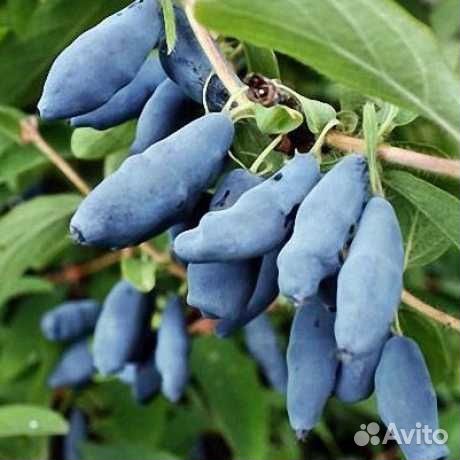 Саженцы канадской жимолости оптом