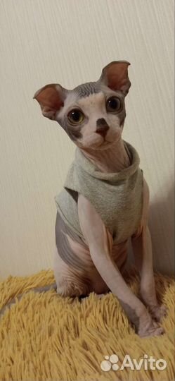 Передержка животных