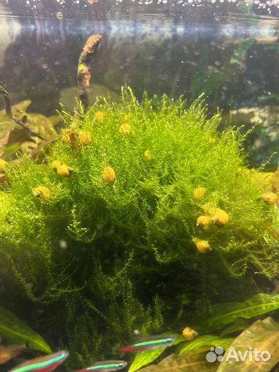 Растения для аквариума + Аквариумы + Улитки