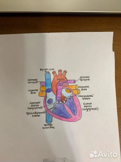 Напишу конспекты, лекции, нарисую рисунки, за вас