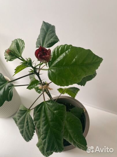 Махровый гибискус