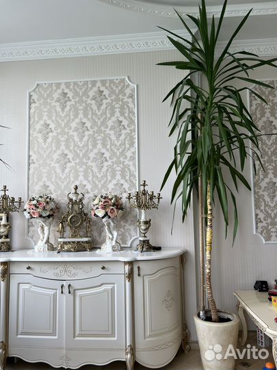 Комнатные цветы юкка