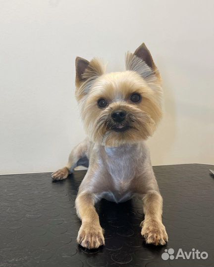 Груминг собак, грумер, стрижка собак