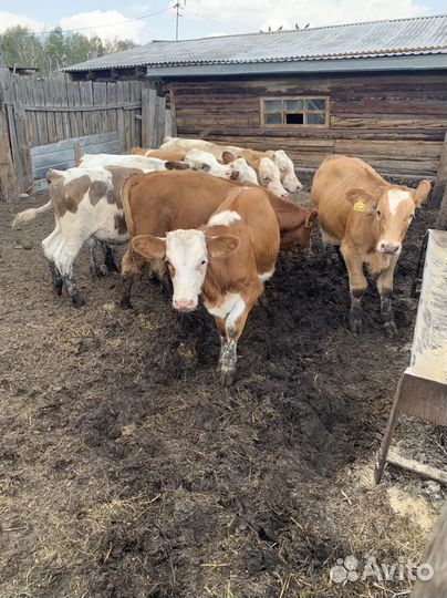 Телята на доращивание