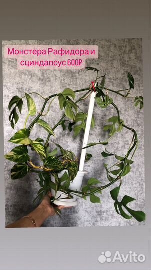 Комнатные цветы