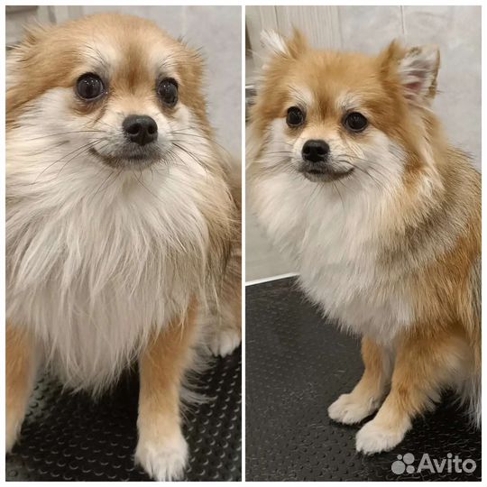 Груминг. Стрижка собак