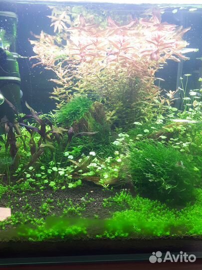 Аквариумные растения прополка