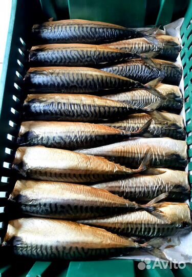 Форель,мойва,скумбрия холодного копчения