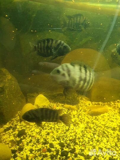 Цихлиды чернополосые разные