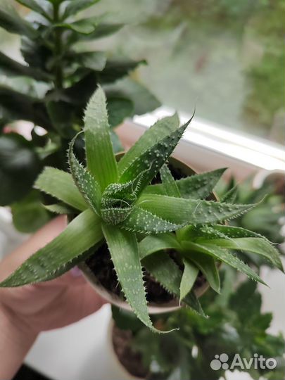 Комнатные цветы алоэ