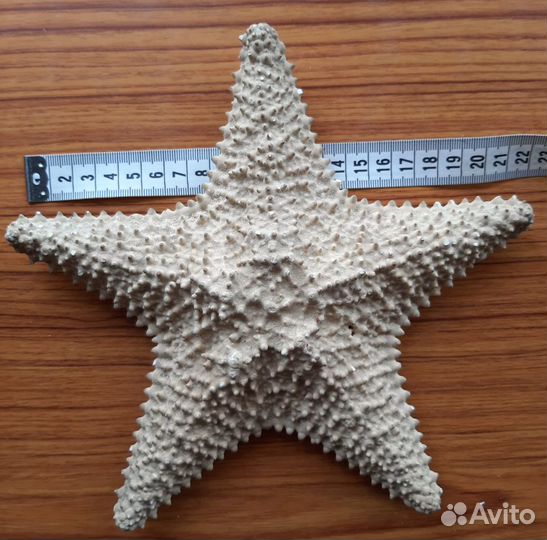 Морская звезда