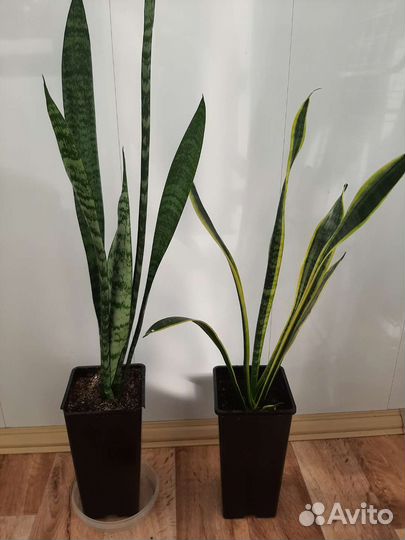 Сансевиерия, аглаонема