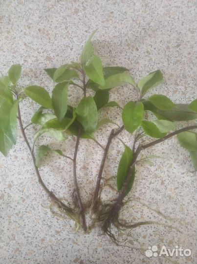 Джемнема (растение снижающее сахар в крови)