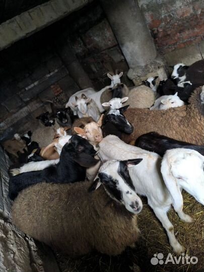 Коза и овца