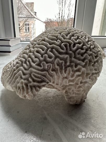 Морские кораллы