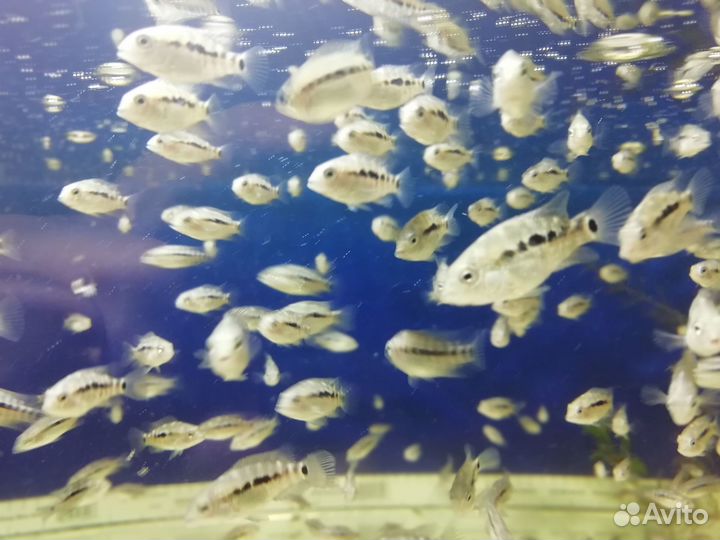 Малёк бриллиант. цихлазомы, северума, скалярии